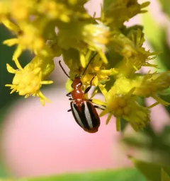 Lebia vittata thumbnail 4