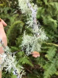Lustrous Beard Lichen thumbnail 3