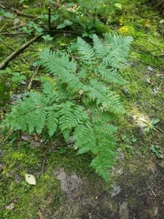 eastern brackenfern thumbnail 3