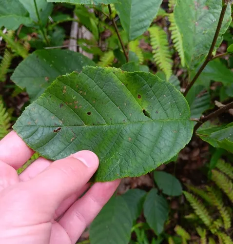 smooth alder