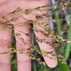 rattlesnake mannagrass thumbnail 3