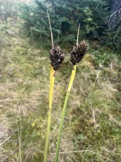 black-and-white sedge thumbnail 4
