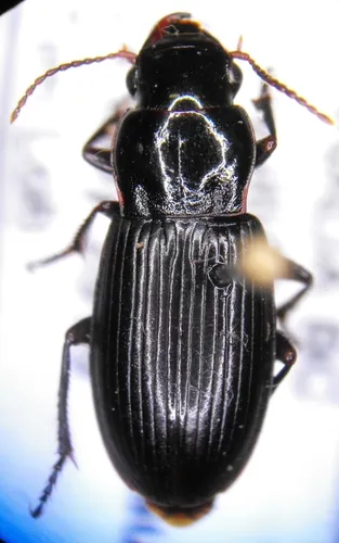 Harpalus cordifer