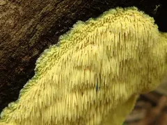 Sarcodontia amplissima thumbnail 2