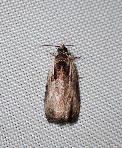 Olethreutes exaeresimum