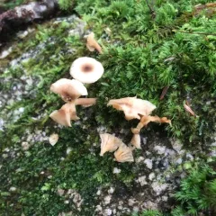 Gray Milkcap thumbnail 4