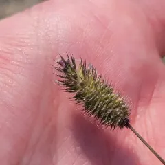 Alpine Timothy thumbnail 1