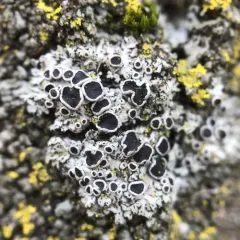 Ciliate Wreath Lichen thumbnail 2
