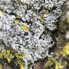Smooth Shadow-crust Lichen thumbnail 3