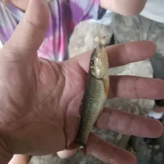 Hornyhead Chub thumbnail 2