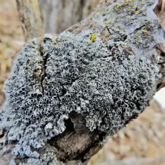 Star Rosette Lichen thumbnail 2
