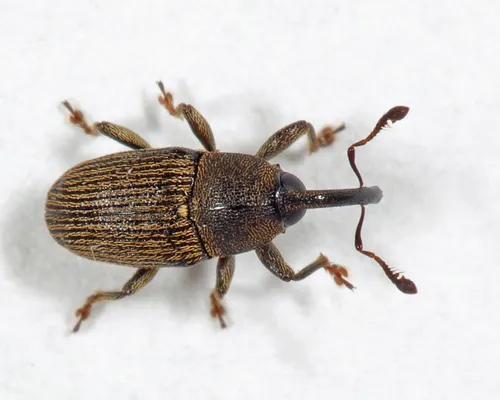 Odontocorynus falsus