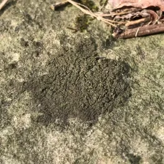 Rock Pimple thumbnail 2