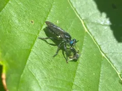 Laphria franciscana thumbnail 3