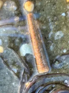 Ice cream cone worm thumbnail 2