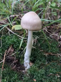 Entoloma whiteae thumbnail 2