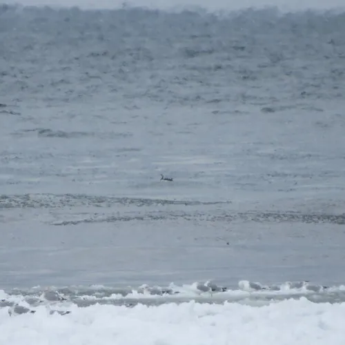 Red-throated Loon