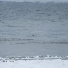Red-throated Loon thumbnail 1