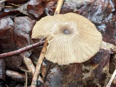 Entoloma gracilipes thumbnail 3