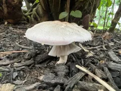 Agaricus approximans thumbnail 3