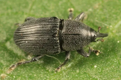 Sibariops confusus