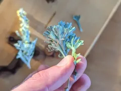 Alaska Wormwood thumbnail 3