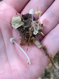 bulbous bonnet thumbnail 3