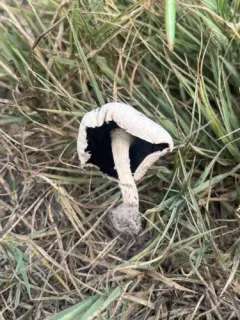 Agaricus braendlei thumbnail 3