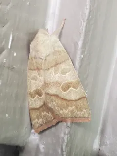 Ipimorpha nanaimo thumbnail 3