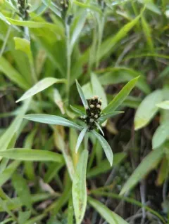 Norwegian Cudweed thumbnail 4