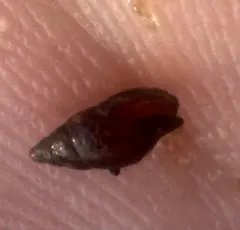 Lunate Dove Shell thumbnail 1