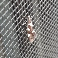 Brymblia quadrimaculella thumbnail 3