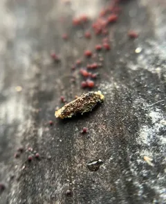Narrow Lichen Case-bearer thumbnail 2