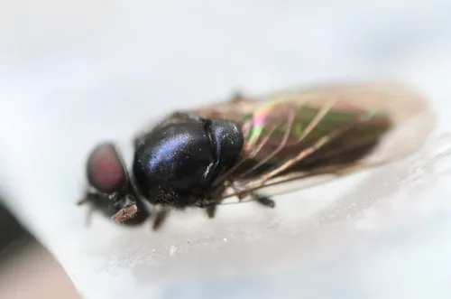 Elongate Spikeleg