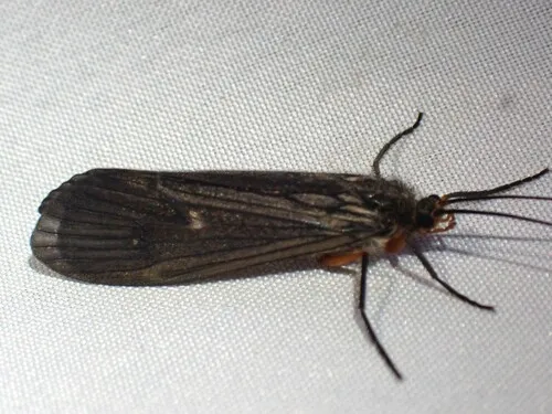 Dicosmoecus atripes