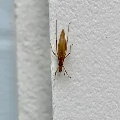 common stiltbug thumbnail 2