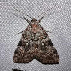 Little Lined Underwing thumbnail 2