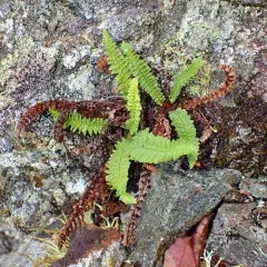 fragrant wood fern thumbnail 1