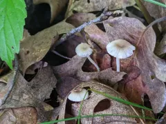 Mycena odorifera thumbnail 3