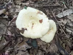 Lactarius maculatipes thumbnail 3