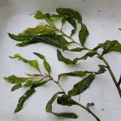 shining pondweed thumbnail 3