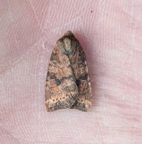 Poplar Catkin Sallow
