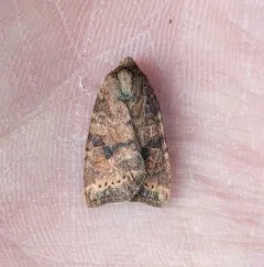 Poplar Catkin Sallow thumbnail 1