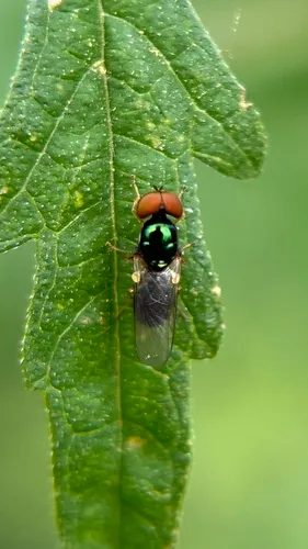 Green Gem Fly