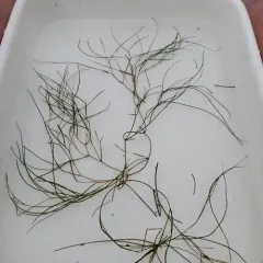Fennel-leaf Pondweed thumbnail 4