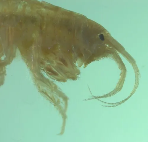 Ramellogammarus vancouverensis