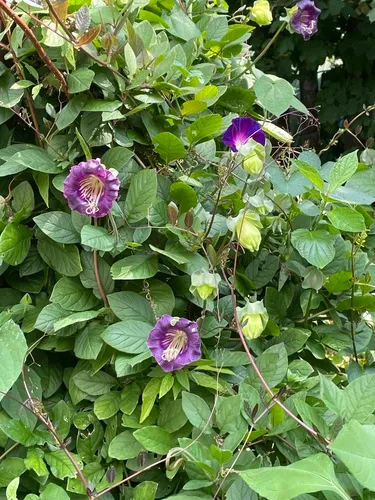 Cup-and-saucer vine