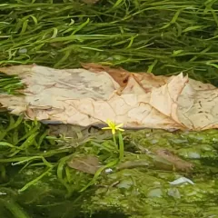 water star-grass thumbnail 4