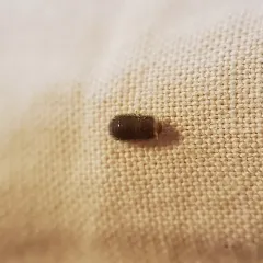 Odd Beetle thumbnail 3