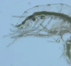 Quatsino Cave Amphipod thumbnail 2
